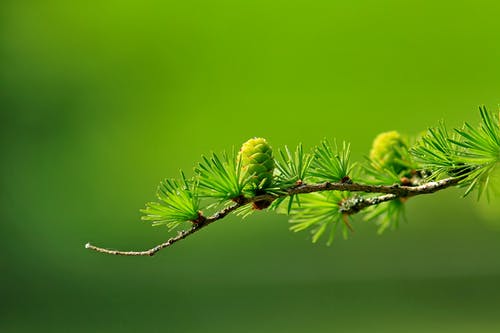 绿树植物叶子 · 免费素材图片