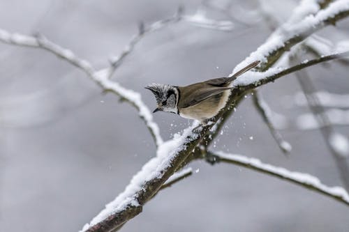 棕色和白色的小鸟，在树枝上覆盖着雪 · 免费素材图片