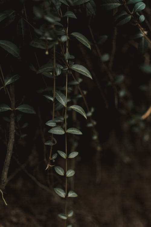 绿叶在倾斜移位透镜 · 免费素材图片