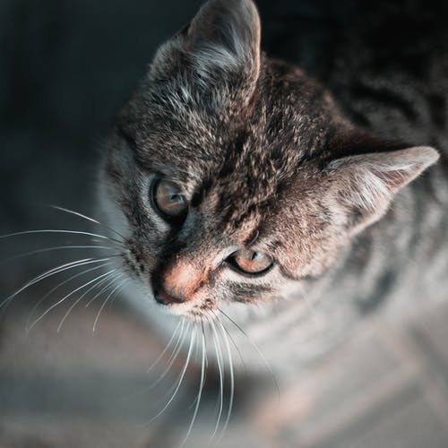 棕色虎斑猫在关闭摄影 · 免费素材图片