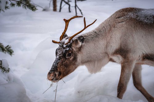 积雪的地面上的灰色和棕色鹿 · 免费素材图片