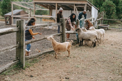 黑人家庭通过农田篱笆喂养小山羊 · 免费素材图片