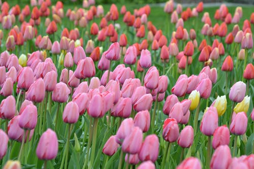 粉色和红色的郁金香花场 · 免费素材图片