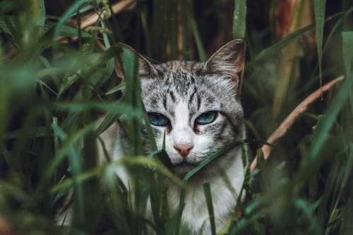 在绿色草地上的灰色虎斑猫 · 免费素材图片