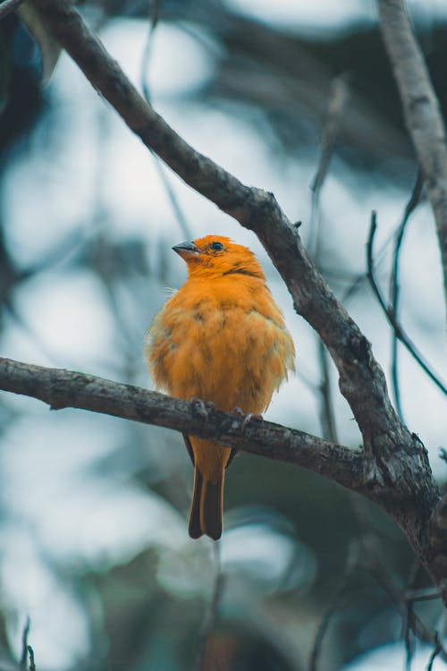 橙色鸟栖息在树枝上 · 免费素材图片