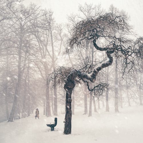 光秃秃的树木，在积雪覆盖的风景 · 免费素材图片