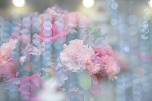 桃和粉红色的花朵 · 免费素材图片