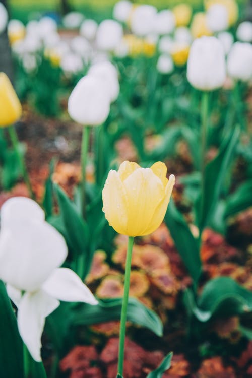 有关垂直拍摄, 天性, 户外的免费素材图片