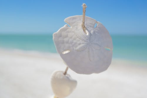 选择性聚焦摄影与海滩在白天在背景上刺穿的白色沙钱 · 免费素材图片