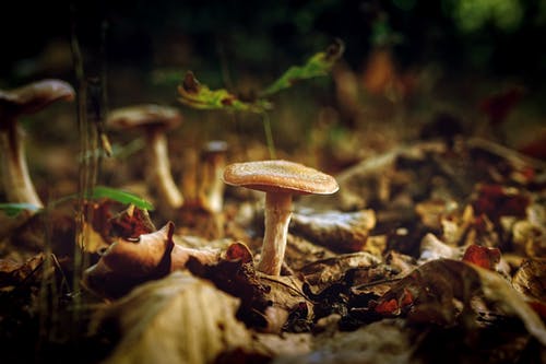 蘑菇的微距照片 · 免费素材图片