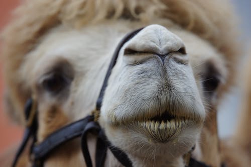 骆马聚焦摄影 · 免费素材图片