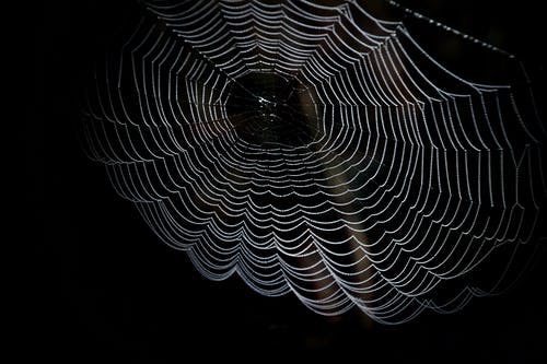 蜘蛛网的特写摄影 · 免费素材图片