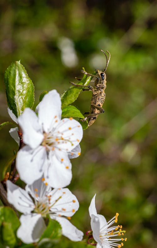 棕色的甲虫栖息在白花上 · 免费素材图片