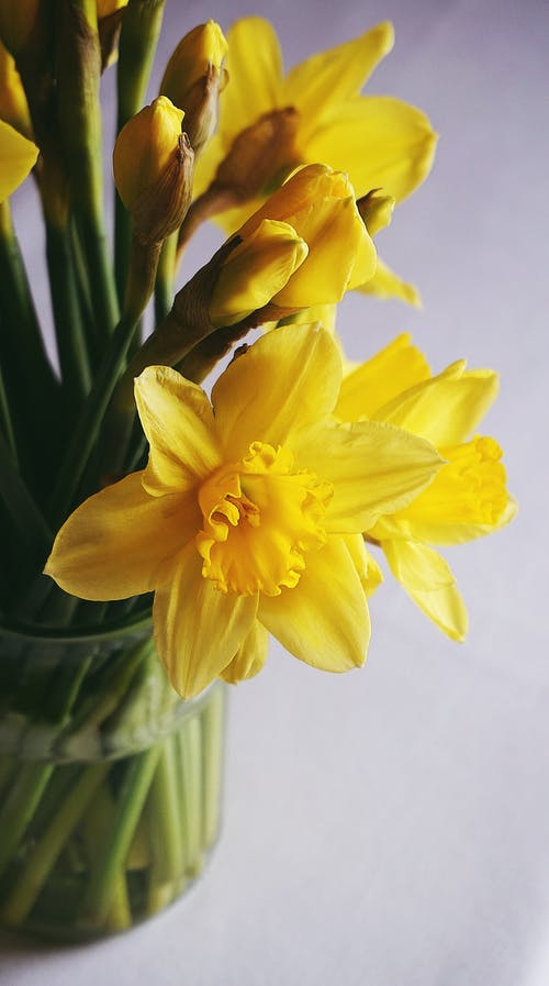 透明玻璃花瓶中的黄色水仙花 · 免费素材图片
