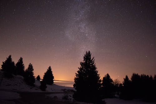 繁星之夜下的树木剪影 · 免费素材图片
