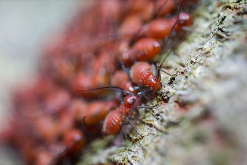 绿色表面上的棕色蚂蚁 · 免费素材图片