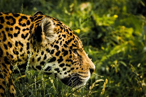 在绿色草地上的棕色豹子 · 免费素材图片