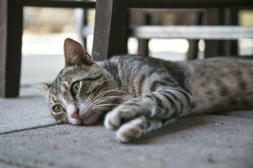 躺在地上的虎斑猫 · 免费素材图片