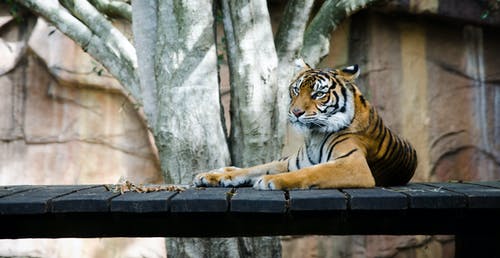 躺在桥上的橙色老虎 · 免费素材图片