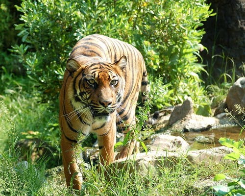 老虎被绿草包围 · 免费素材图片