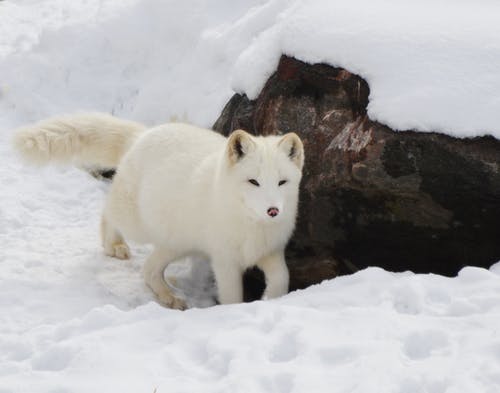 布朗岩石附近的雪狐 · 免费素材图片