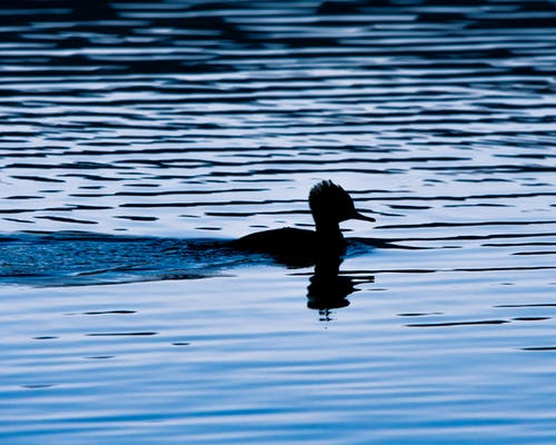 黑鸭在水面上游泳 · 免费素材图片