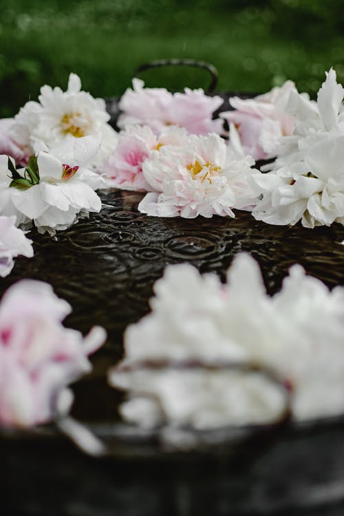 白色和粉红色的花朵，在水面上 · 免费素材图片