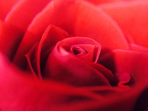 红玫瑰的特写 · 免费素材图片
