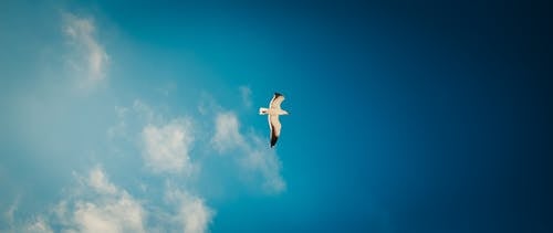 白鸟飞在蓝天下 · 免费素材图片