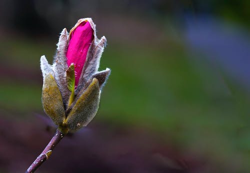 桃红色玫瑰花蕾的选择聚焦摄影 · 免费素材图片