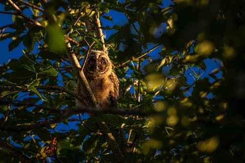 棕色猫头鹰在树枝上 · 免费素材图片