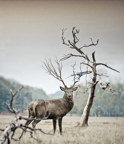枯树附近的棕色鹿 · 免费素材图片