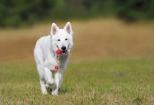 白狗在绿草上运行 · 免费素材图片