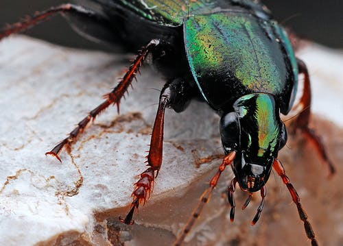黑色和绿色的昆虫 · 免费素材图片