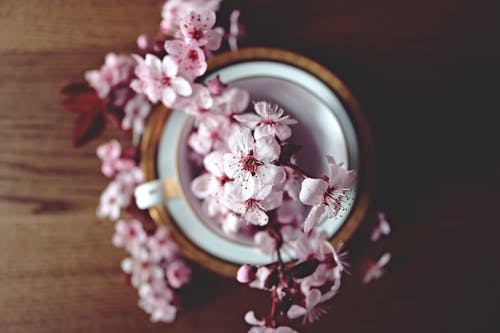 锅中的粉红色花朵 · 免费素材图片