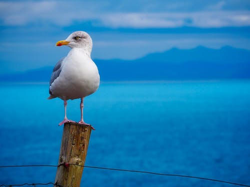 栖息在木栅栏上的海鸥的选择性聚焦摄影 · 免费素材图片
