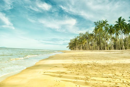 海滩海岸附近的棕榈树 · 免费素材图片