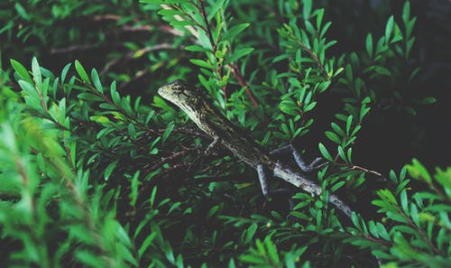 树枝上的绿色爬行动物 · 免费素材图片