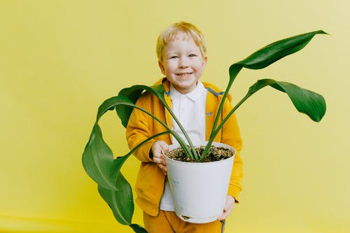 黄色外套和白色的衬衫，拿着绿色的植物在锅中的男孩 · 免费素材图片