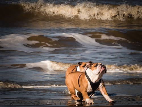 两只成年的棕褐色和白色英国斗牛犬在海边 · 免费素材图片