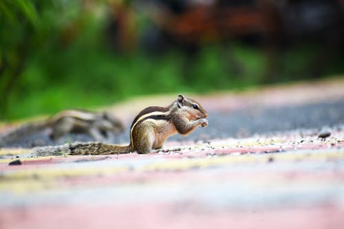 一只松鼠的特写摄影 · 免费素材图片