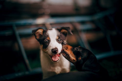 狗舔另一只狗的脸的照片 · 免费素材图片