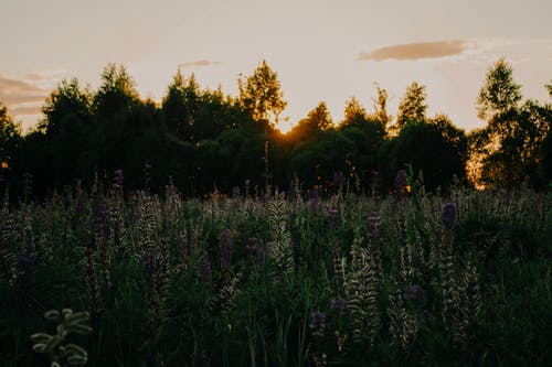 紫色薰衣草植物 · 免费素材图片