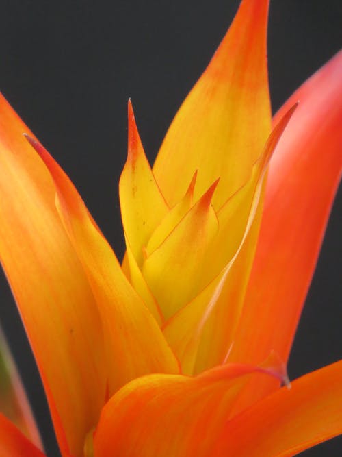 橙色和黄色的花瓣花 · 免费素材图片