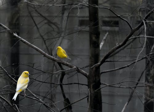 两只黄色的鸟，栖息在光秃的树上 · 免费素材图片
