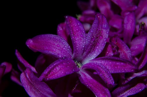 盛开的紫色花瓣花瓣微距摄影 · 免费素材图片
