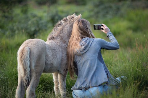 驴在草地上以自拍照旁边的女人 · 免费素材图片