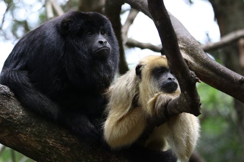 两只猴子在树照片分支 · 免费素材图片