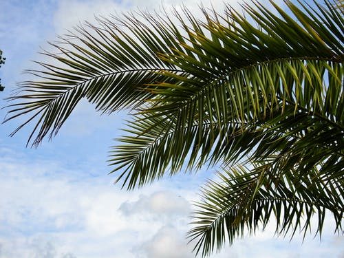 白天蓝多云的天空下的绿色棕榈树 · 免费素材图片