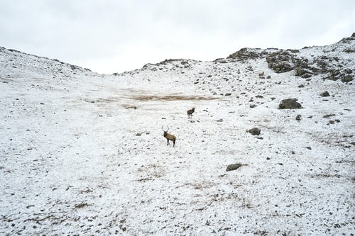 有关冬季, 冷, 冷静的免费素材图片